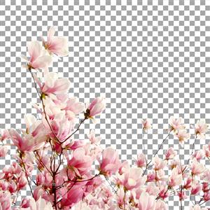 عکس شکوفه درخت